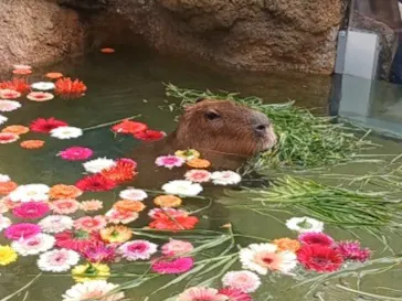 世界淡水魚園水族館　アクア・トトぎふに投稿された画像（2026/3/22）