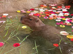 世界淡水魚園水族館　アクア・トトぎふに投稿された画像（2026/3/22）