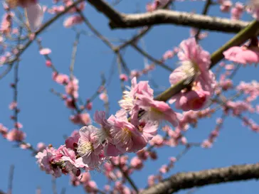 偕楽園本園に投稿された画像（2026/3/22）