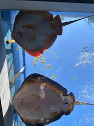 九十九島水族館海きららに投稿された画像（2026/3/22）