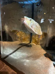 九十九島水族館海きららに投稿された画像（2026/3/22）