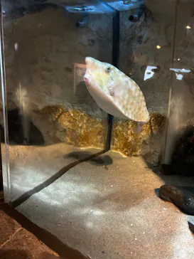 九十九島水族館海きららに投稿された画像（2026/3/22）