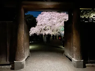 六義園に投稿された画像（2026/3/22）