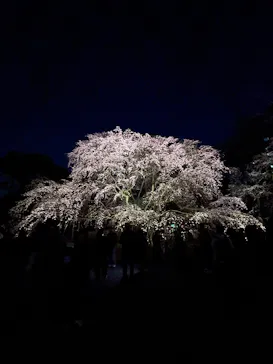 六義園に投稿された画像（2026/3/22）