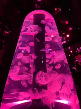 マクセル アクアパーク品川に投稿された画像（2026/3/22）