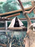 天王寺動物園に投稿された画像（2026/3/22）