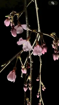 六義園に投稿された画像（2026/3/22）