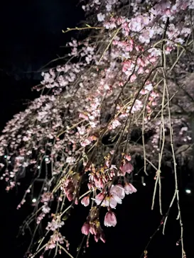 六義園に投稿された画像（2026/3/22）