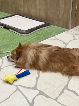 いぬカフェRio 下北沢店に投稿された画像（2026/3/22）