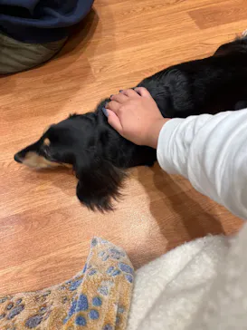 いぬカフェRio 下北沢店に投稿された画像（2026/3/22）