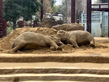 恩賜上野動物園に投稿された画像（2026/3/22）