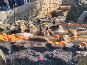 伊豆シャボテン動物公園に投稿された画像（2026/3/22）