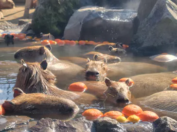 伊豆シャボテン動物公園に投稿された画像（2026/3/22）
