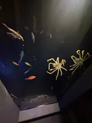 竹島水族館に投稿された画像（2026/3/22）