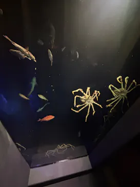 竹島水族館に投稿された画像（2026/3/22）