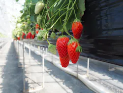 熱田農園Strawberry54に投稿された画像（2026/3/22）