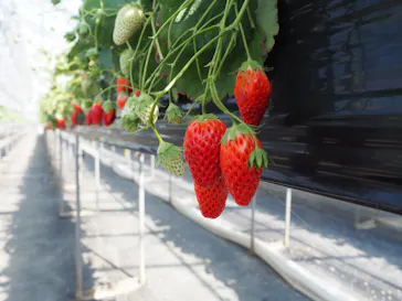 熱田農園Strawberry54に投稿された画像（2026/3/22）