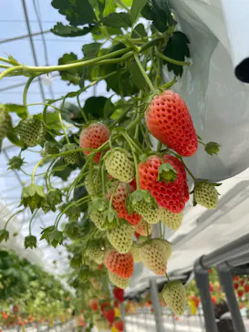 strawberry lab ～farmlab ikaho factory～に投稿された画像（2026/3/22）