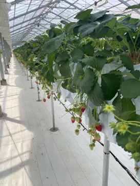 strawberry lab ～farmlab ikaho factory～に投稿された画像（2026/3/22）