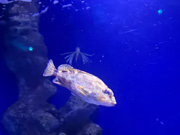 新江ノ島水族館に投稿された画像（2026/3/22）