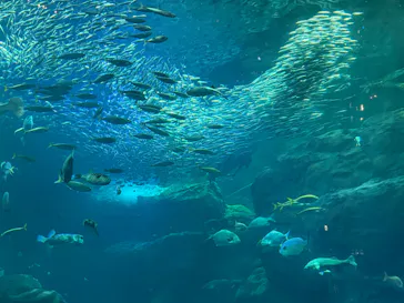 新江ノ島水族館に投稿された画像（2026/3/22）