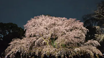 六義園に投稿された画像（2026/3/22）