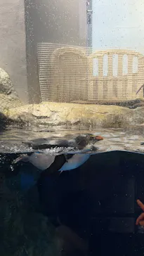 マクセル アクアパーク品川に投稿された画像（2026/3/22）