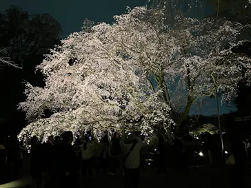 六義園に投稿された画像（2026/3/22）