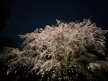 六義園に投稿された画像（2026/3/22）