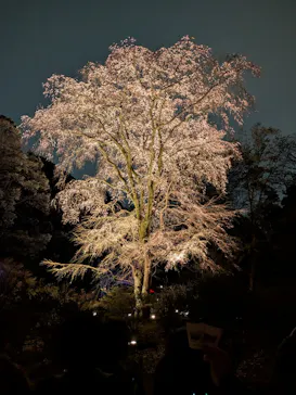 六義園に投稿された画像（2026/3/22）