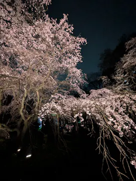 六義園に投稿された画像（2026/3/22）