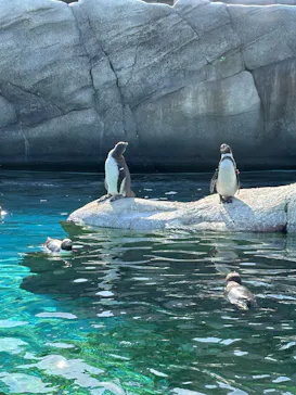 天王寺動物園に投稿された画像（2026/3/22）
