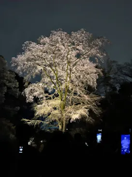 六義園に投稿された画像（2026/3/22）