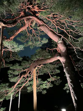 六義園に投稿された画像（2026/3/22）