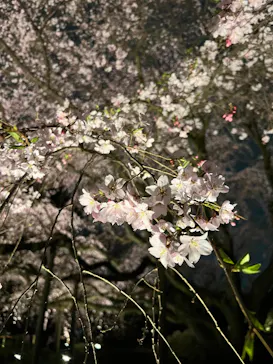 六義園に投稿された画像（2026/3/22）