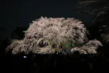 六義園に投稿された画像（2026/3/22）