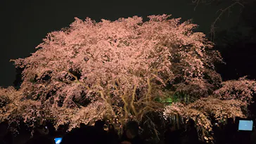 六義園に投稿された画像（2026/3/22）