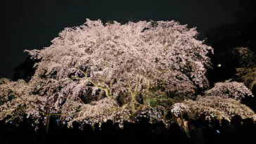 六義園に投稿された画像（2026/3/22）