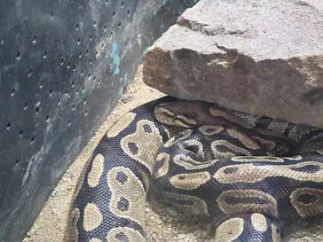 天王寺動物園に投稿された画像（2026/3/22）