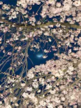 六義園に投稿された画像（2026/3/22）