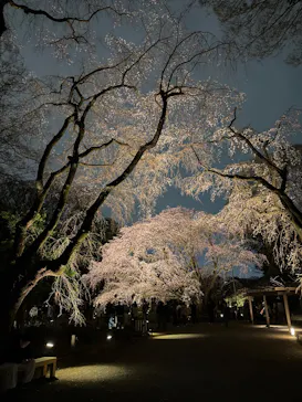 六義園に投稿された画像（2026/3/22）
