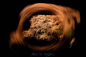 六義園に投稿された画像（2026/3/22）