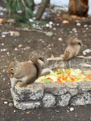 那須どうぶつ王国に投稿された画像（2026/3/22）