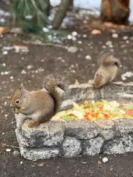 那須どうぶつ王国に投稿された画像（2026/3/22）