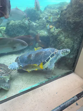 横浜・八景島シーパラダイスに投稿された画像（2026/3/22）