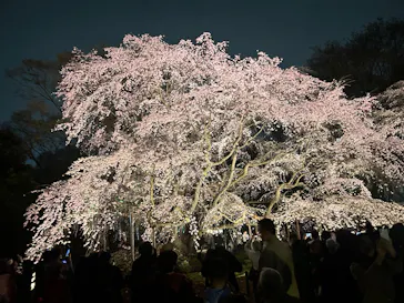 六義園に投稿された画像（2026/3/22）