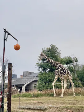天王寺動物園に投稿された画像（2026/3/22）