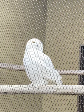 天王寺動物園に投稿された画像（2026/3/22）