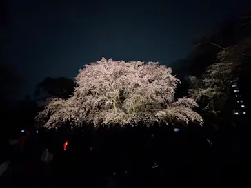 六義園に投稿された画像（2026/3/22）