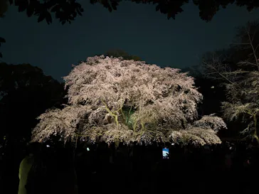 六義園に投稿された画像（2026/3/22）
